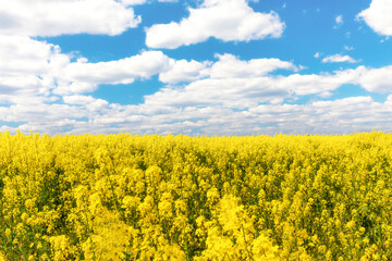 Flower of the rape