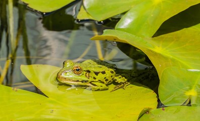 Frosch auf Lotusblatt