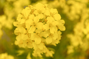 .beautiful yellow rapeseed flower close up