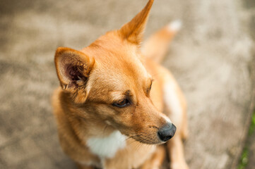 Funny red dog sits on a background of a gray brick wall. She is hot and she smiles.