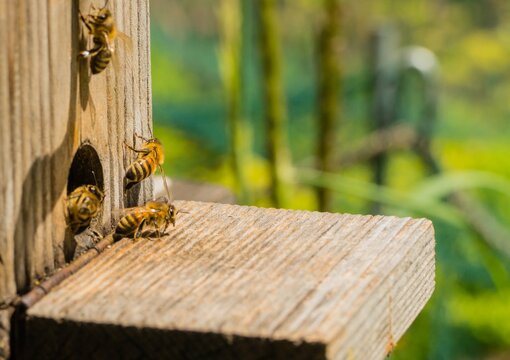 Bienenstock mit Bienen