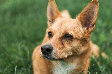 Happy and active dog outdoors in the grass on a sunny summer day.