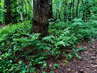 Blueberry bushes in the forest. Glade of blueberries. Beautiful summer forest with different trees. 