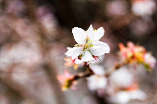Spring Cherry blossoms