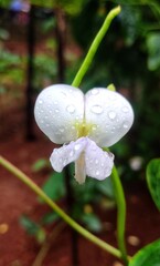 flower in the rain