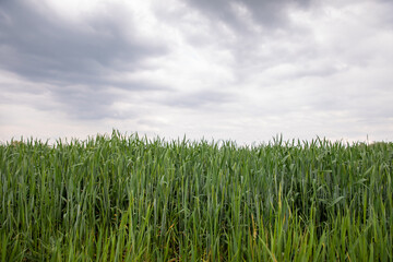 Fototapeta na wymiar Stormy landscape view before the rain. wheat field in overcast rainy weather