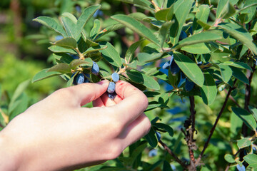 Hand picking honeysuckle berries, closeup. Harvesting berries grown in the garden, harvesting, natural product