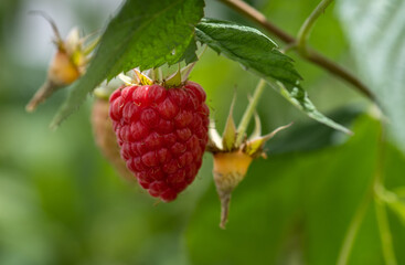 Close up of organic raspberries growing on branch