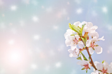 Fototapeta na wymiar Selective focus. Spring background - white cherry flowers, blurred background. Template for design.