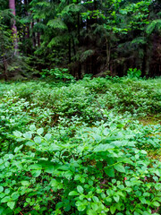 Blueberry bushes in the forest. Glade of blueberries. Beautiful summer forest with different trees. 