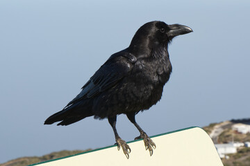 Raven on mountain, La Palma, Canary Isles
