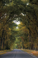 Naklejka premium road in autumn forest