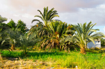It's Palm trees in the Bahariya Oasis in EGypt