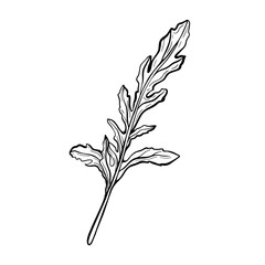 Arugula isolated on a white background. Arugula leaf-delicious greens, fragrant, Italian greens. Vector illustration in Doodle style