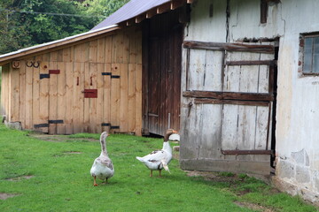 Gęsi na Roztoczu © Monika