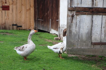 Gęsi na Roztoczu © Monika