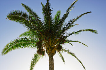 Fototapeta na wymiar Palm tree in La Palma, Canaries