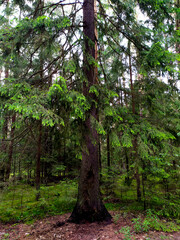 Fototapeta premium Spruce in the forest