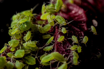 .aphid insect living in the garden on roses and bushes in summer. extra mega macro fivefold...