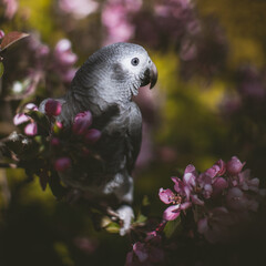 Timneh African Grey Parrot on the apple tree in spring garden