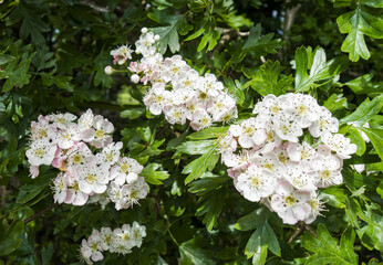 Hawthorn blossom, Crataegus monogya flowering in the UK