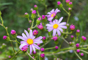 Fototapeta premium Senecio glastifolius flowering in the UK spring