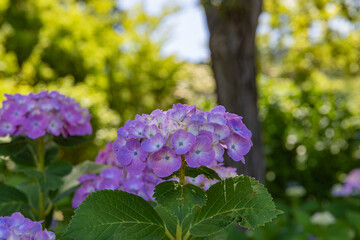 梅雨　晴天の紫陽花