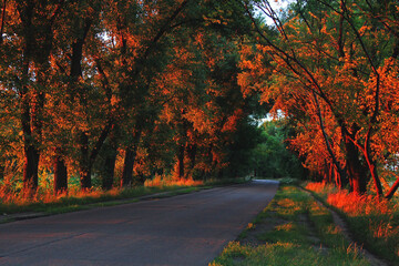 road in autumn