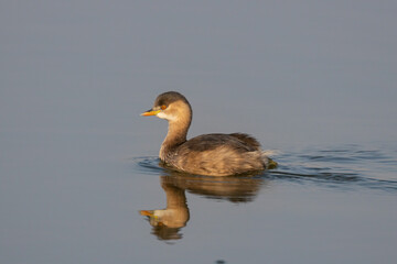 A little Grebe also known as Tachybaptus ruficollis and dabchick wading water in a lake with its reflection under it