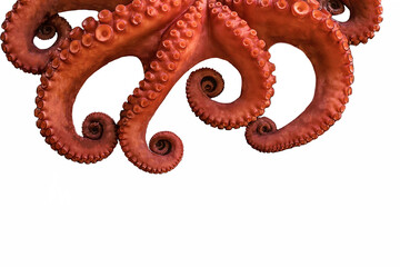 boiled big red octopus on a white background whole whole isolated