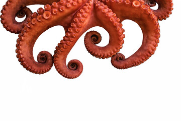 Fototapeta premium boiled big red octopus on a white background whole whole isolated