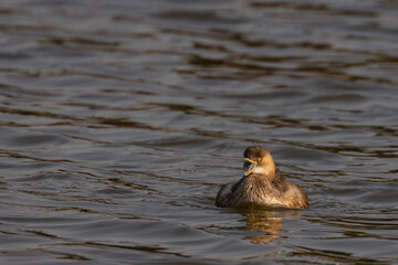 A little Grebe also known as Tachybaptus ruficollis and dabchick wading water in a lake with its beak wide open