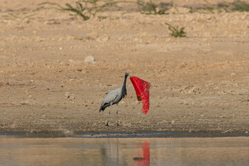 A piece of red cloth thrown carelessly thrown near a lake been picked up and being thrown by a...
