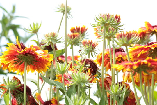 Bl&uuml;tenmeer von Kokardenblumen