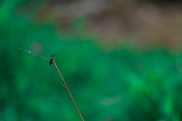 needle in a grass