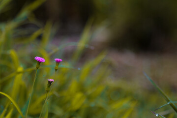 wild flowers in the field