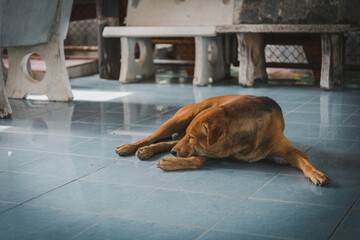 dog sleeping on the floor