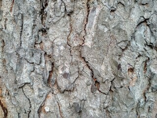 Big tree pattern, Wood tree bark, Tree bark background and texture