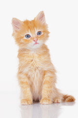 Cute red kitten looking at camera