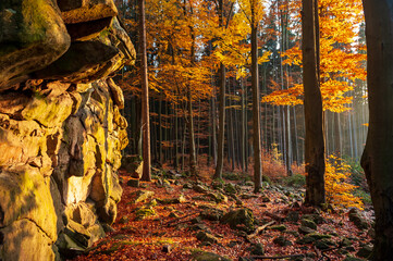 Autumn forest sunset in backlight and big rock Dratenik near Malinske Skaly. Rock climbing in...