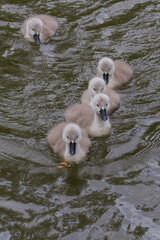 Four Mute swan signets swimming - 358521291