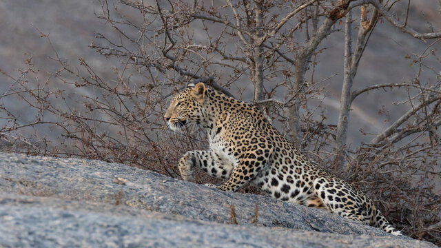 Selective focus image of adult Indian leopard with its twisted tail gracefully stretching with its right paw ahead on a rock and looking straight with small trees in the background in Rajasthan India