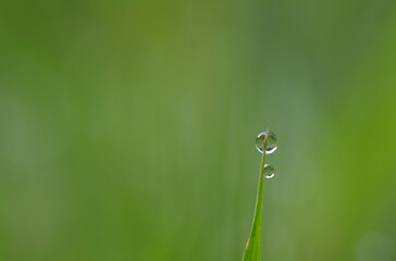 Ros&eacute;e du matin