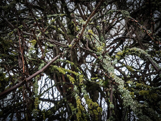 close up. lichen on the branches of trees in the winter forest