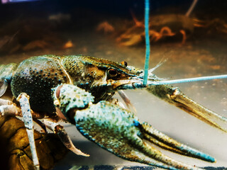 close up. blue crayfish in the river aquarium.