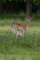 Female fallow deer with fawn - 358521888