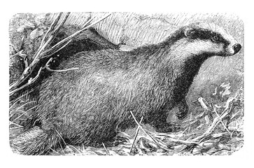 European badger (Meles meles or taxus) / Illustration from Brockhaus Konversations-Lexikon 1908  © Basicmoments
