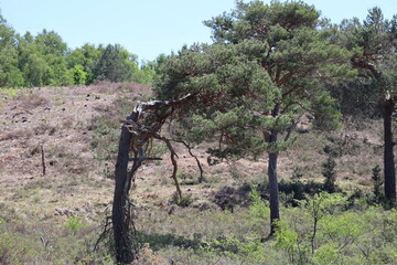grape vines in the vineyard