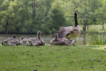 Family of Canada geese - 358522066
