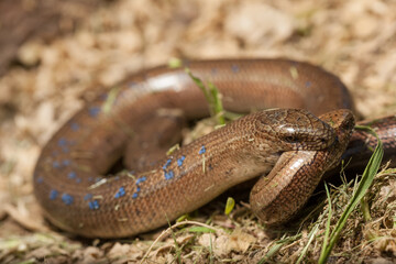 Snake (Anguis colchica) eating another snake. Wild nature scene. 
